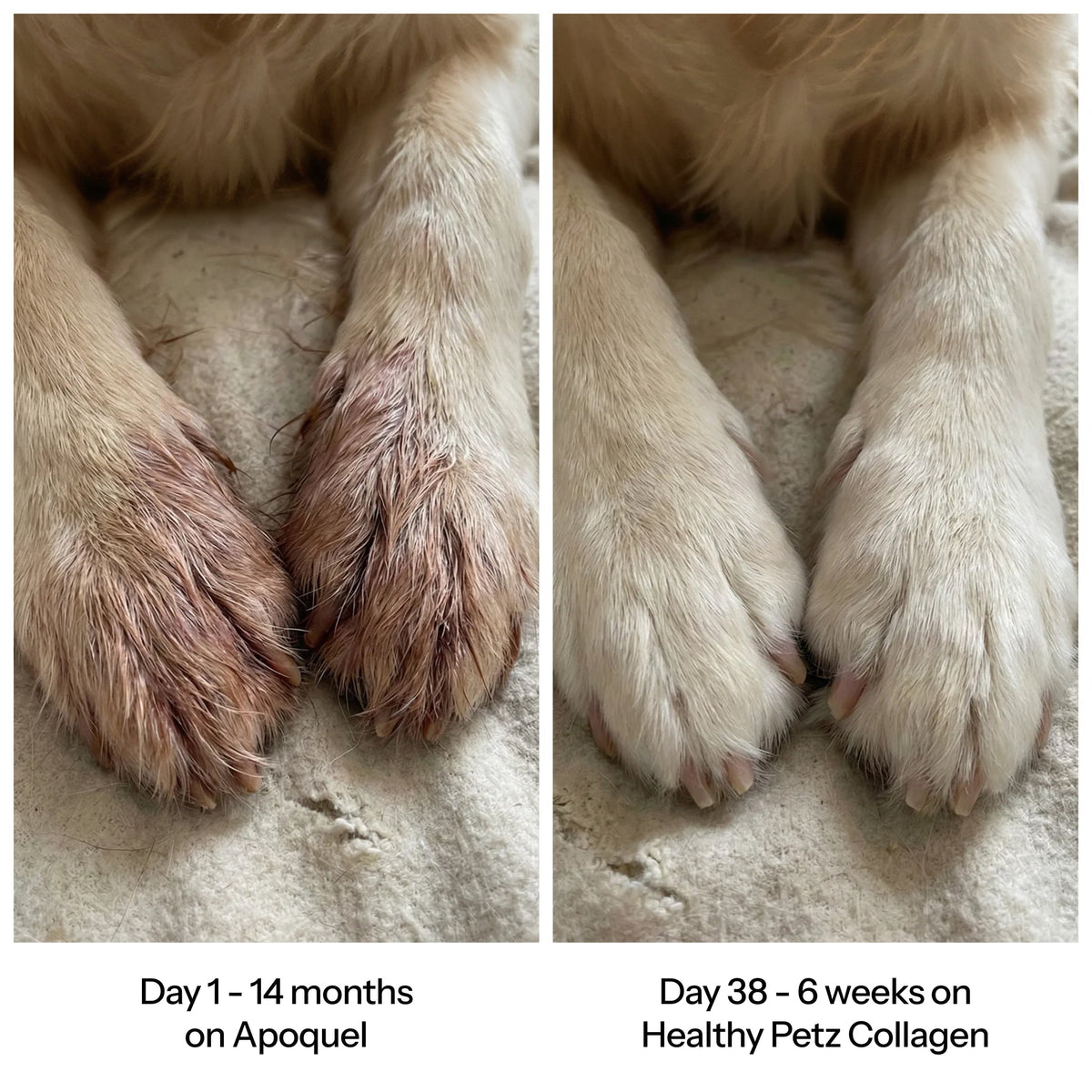 HealthyPetz Premium Liquid Collagen