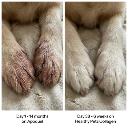 HealthyPetz Premium Liquid Collagen