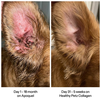 HealthyPetz Premium Liquid Collagen